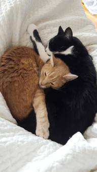 itchy-and-scratchy-cats