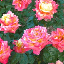 Growing-Roses-South-Central-1.jpg