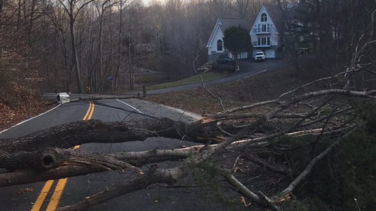 tree down noreaster.jpg