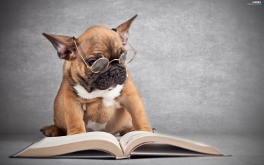 dog reading.jpg