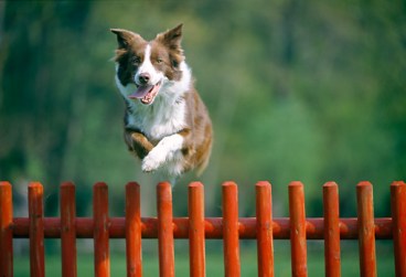 dog jumping fence.JPG
