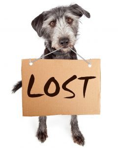 lost dog 2.jpg